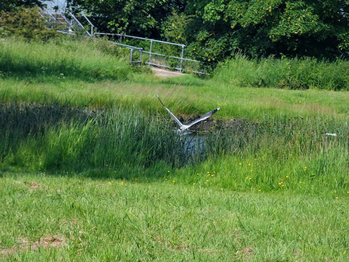 Lesser black backed gull coming down for food at Bure Park <a href="/Natures_Voice/">RSPB</a> <a href="/NorfolkWT/">Norfolk Wildlife Trust</a> <a href="/BirdWatchingMag/">Bird Watching</a> @wildlife_uk <a href="/LumixUK/">Lumix UK</a>