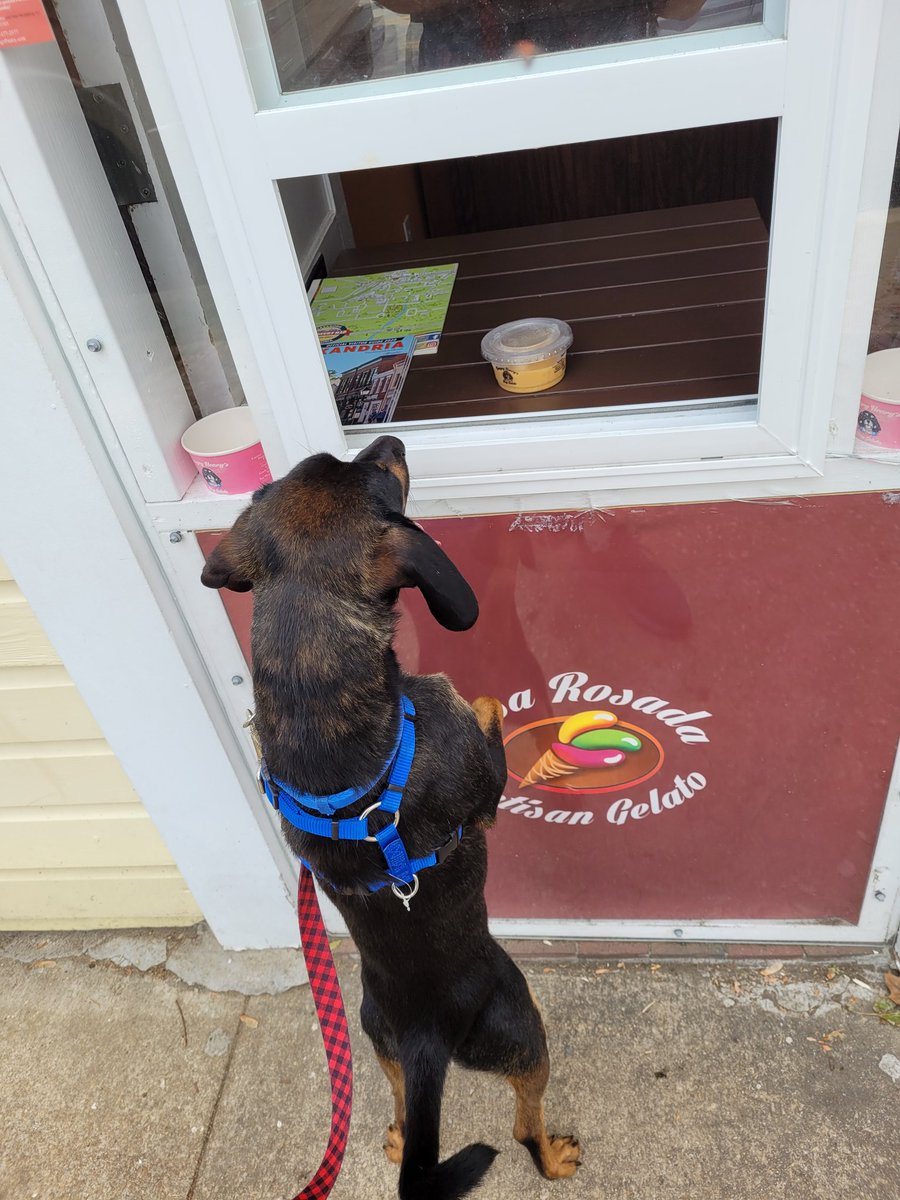 ter_minick19's tweet photo. @lizyofthevalley This is Strider ordering and then getting ready to eat his gelato 🥰 https://t.co/nxhdl6dJkm