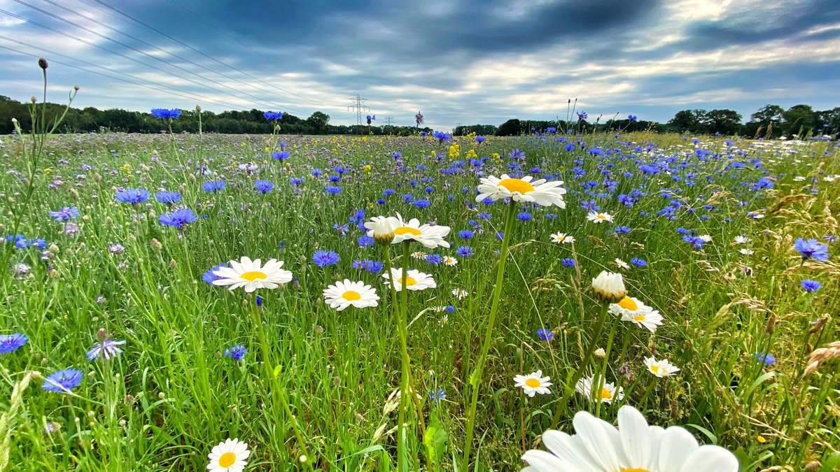 Koen Mol tweet media