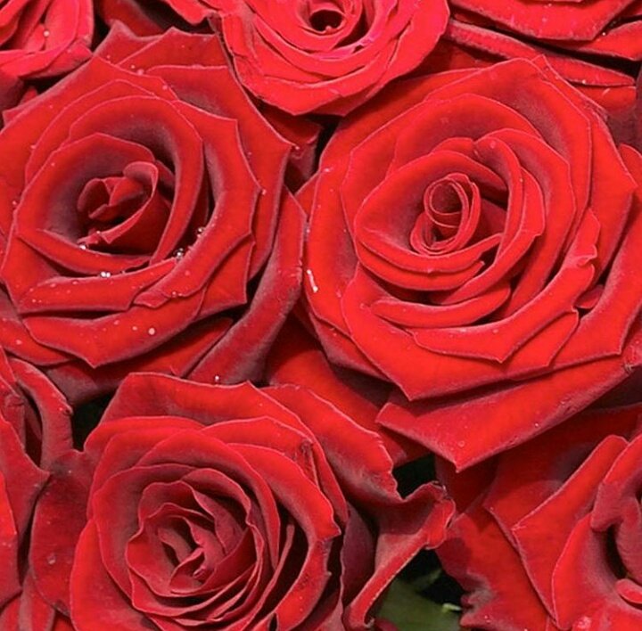 Bhumika_drdz's tweet photo. @DarshanRavalDZ AS ROSE🌹🌷

A thread💙 https://t.co/JiO28TWwDU