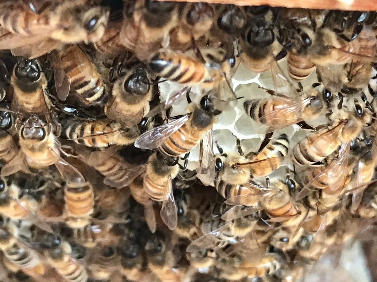 SLCPL's tweet photo. Here’s an update on the Library’s beloved bees! They are happy and healthy and being taken care of off-site by our staff beekeeper, Amber. https://t.co/MjRXNq6BMH