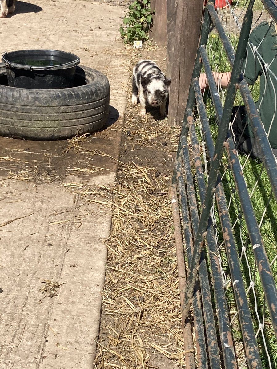 mvfsweb's tweet photo. After a lot of TLC from the staff and children at MVFS, our little runt of the KuneKune litter is finally out on the farm - reunited with his siblings and Mum! We are so proud of him and can’t wait to watch him continue to grow and thrive outside 🐷#KuneKunePig #FarmLife https://t.co/a0LRThS38Q