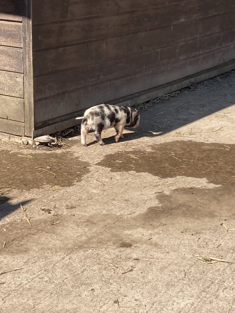 mvfsweb's tweet photo. After a lot of TLC from the staff and children at MVFS, our little runt of the KuneKune litter is finally out on the farm - reunited with his siblings and Mum! We are so proud of him and can’t wait to watch him continue to grow and thrive outside 🐷#KuneKunePig #FarmLife https://t.co/a0LRThS38Q