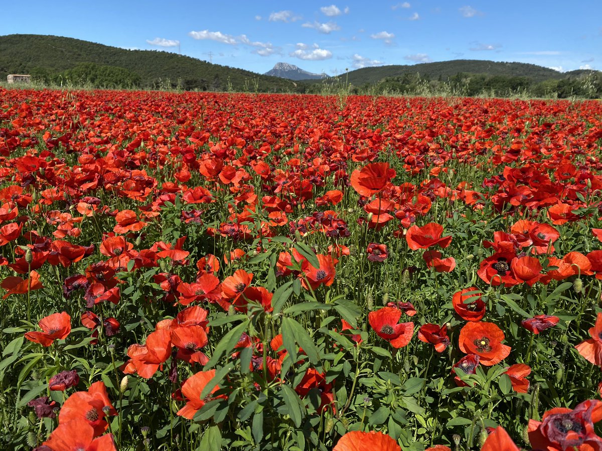 IsaCsti's tweet photo. @axelkahn Je me permets de vous envoyer ces coquelicots qui se trouvent à Hyères dans le Var. Merci pour vos pensées et merci pour votre travail. https://t.co/44qgu227q1