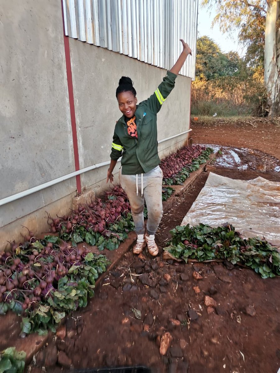 kokiebaloyi26's tweet photo. Nothing will ever beat determination, with no funding, I finally made it to my first havest, the support I got was from farmers in Brits, and tonight I rejoice making my first delivery to the Tshwane market https://t.co/amkC56pqzN