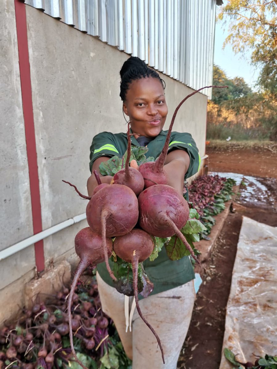 kokiebaloyi26's tweet photo. Nothing will ever beat determination, with no funding, I finally made it to my first havest, the support I got was from farmers in Brits, and tonight I rejoice making my first delivery to the Tshwane market https://t.co/amkC56pqzN