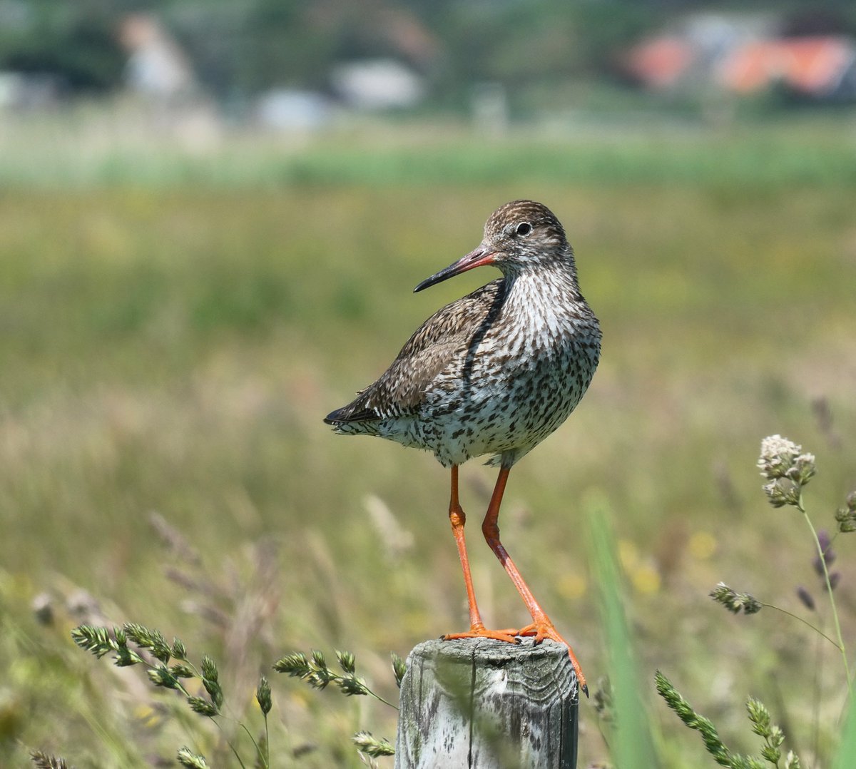 Een Terschelling-Tureluur

#polderpracht #weidevogels #Terschelling