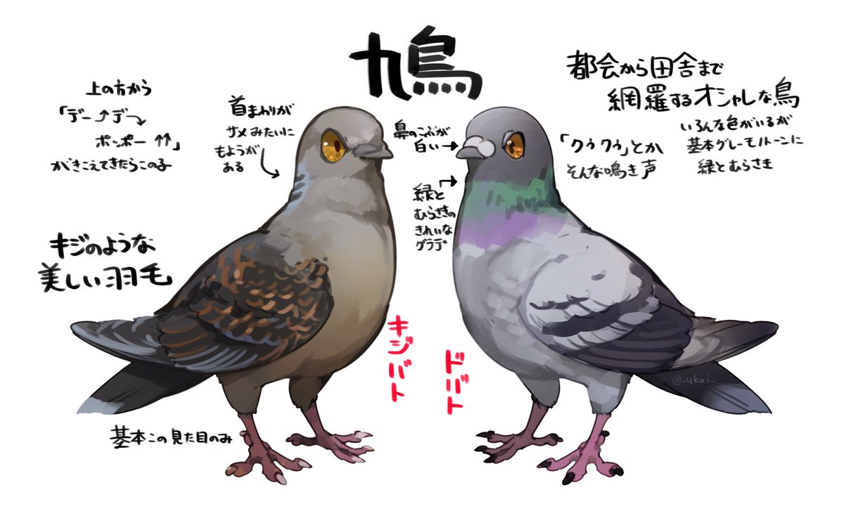 都会から田舎まで網羅するオシャレな鳥 キジのような美しい羽毛 ドバトとキジバトの違いのイラストがとてもわかりやすい Togetter