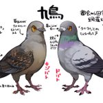 似ているようで実は違う？ハトの見分け方まとめ!