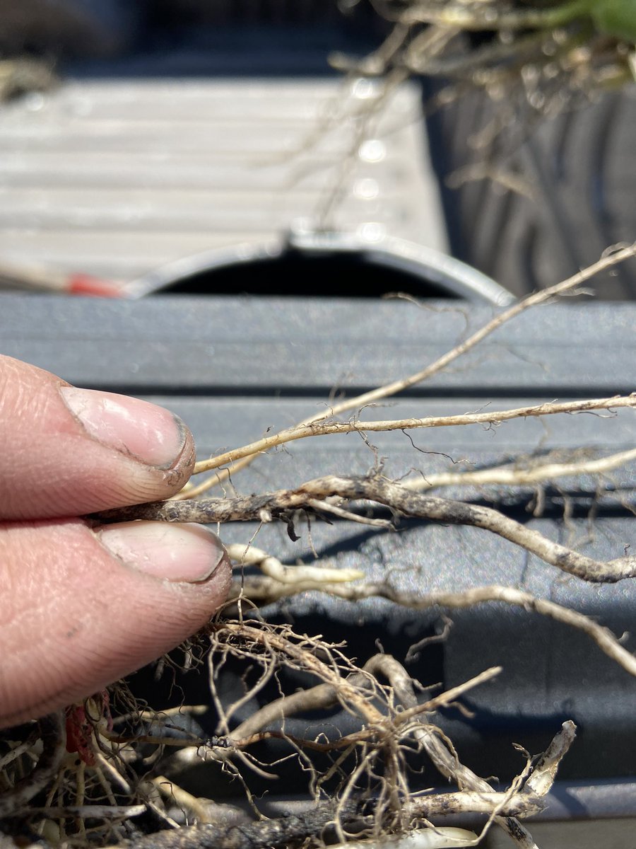 Dan Schaa tweet media