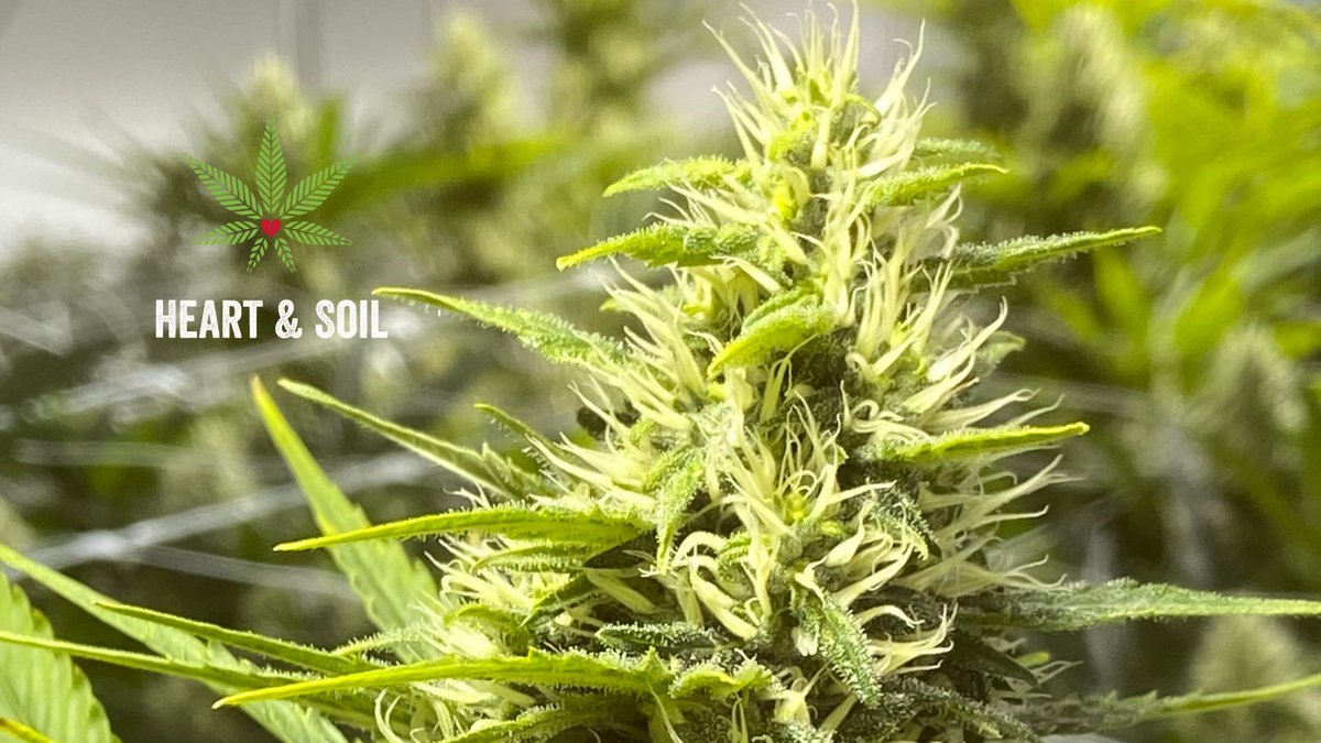 580Grows tweet picture