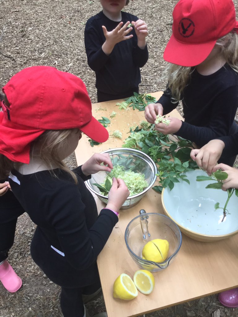 PipersForestSch's tweet image. Year 1 @PipersPrePrep spent the afternoon making elderflower cordial from our elder tree. You would be proud of us @PipersFoodTech it was very tasty 😋 #PipersOutdoors #PipersForest #Natureslarder #PipersCommunity