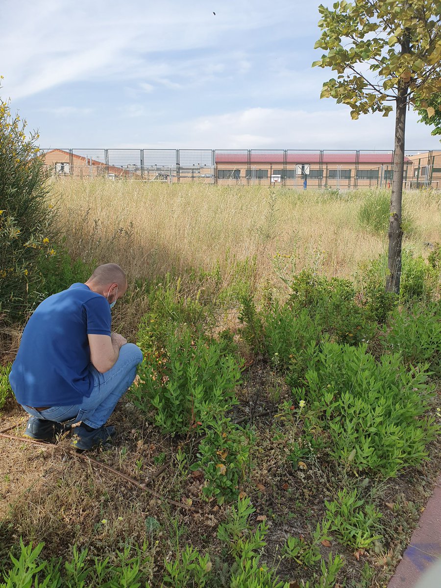 Gracias <a href="/Tcheluca/">Meritxell Tizón/❤️</a> @Cristina_Pavon_ por enseñarme el alto riesgo de incendio de algunas zonas de Montecarmelo.

La falta de desbroce y de limpieza hacen que esto ocurra en muchos lugares de Madrid.

Pronto volveremos con <a href="/espinar_mar/">Mar Espinar</a> para conocer más problemas medioambientales.
