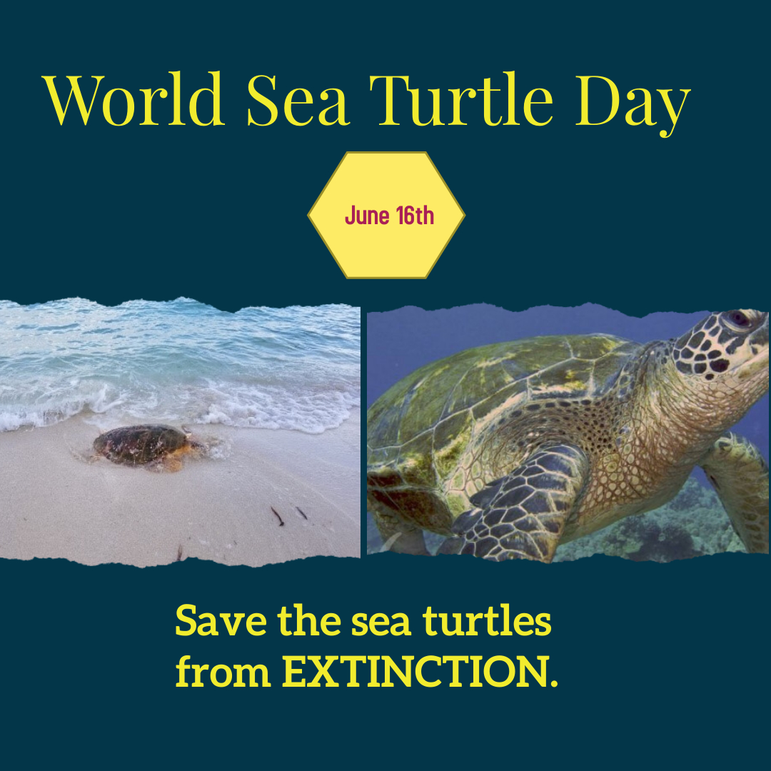 sea_belize's tweet photo. Today is World Sea Turtle day! 
This day is celebrated to save these marine species from extinction.
If you see any sea turtle stranded, in distress or spot a turtle nesting sight, please call our office at +501-523-3377  #worldseaturtleday #plasticfreeoceans  #savetheturtles https://t.co/cz7HdMjDM0