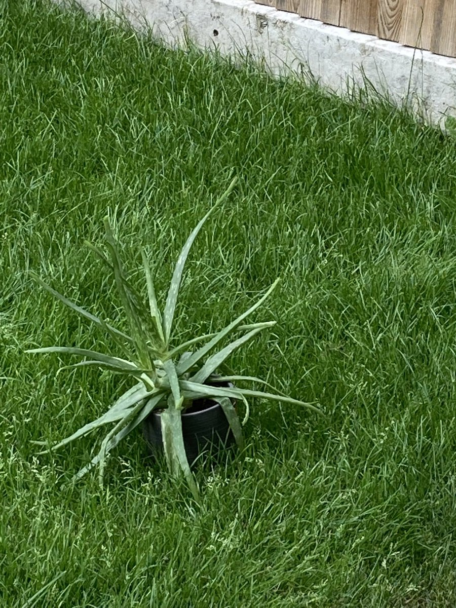 change2grow's tweet photo. Put the aloe in the garden today to get some sun, but tonight it rather looks like it’s been banished… or it’s escaped. https://t.co/IqiQW5c8EE
