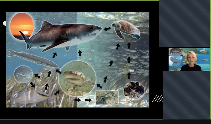 ValiaReinsalu's tweet photo. Thank you @Sharks4Kids @Flipgrid Ms Wilson, Mr Fisher & Mr Pinto's @tdsbvs grade 5 classes enjoyed your informative call to action to protect & honour & sharks as important members of the ecosystem #sharkpowers #allkindsoflearners #feartofascination @TeraDabner https://t.co/fp31RbcS6E