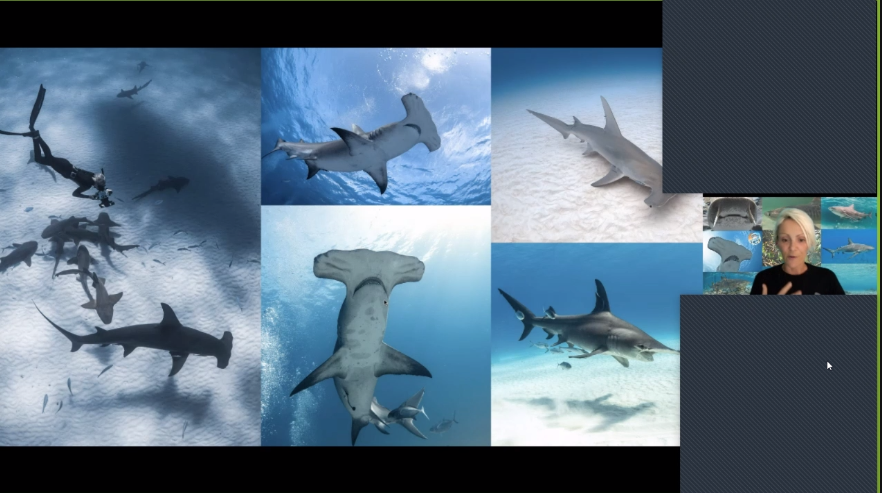 ValiaReinsalu's tweet photo. Thank you @Sharks4Kids @Flipgrid Ms Wilson, Mr Fisher & Mr Pinto's @tdsbvs grade 5 classes enjoyed your informative call to action to protect & honour & sharks as important members of the ecosystem #sharkpowers #allkindsoflearners #feartofascination @TeraDabner https://t.co/fp31RbcS6E