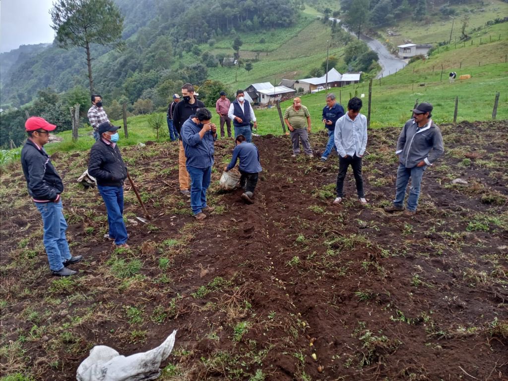 En coordinación con la UV y a través de la Dirección de Agronegocios de la <a href="/SEDARPAVer/">Desarrollo Agropecuario, Rural y Pesca de Veracruz</a>, nos encontramos atendiendo problemas fitosanitarios registrados en cultivos de ajo en Tlacolulan y apoyando a las y los productores a mejorar sus procesos de comercialización.