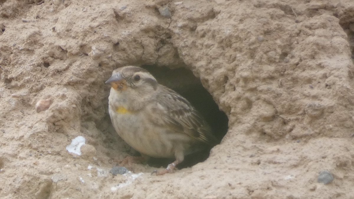 jmpicasprat's tweet photo. Pot ser un #pardalroquer ? Crec que ha agafat un niu d’#abellerol #casserres #berguedà @birdcatalunya https://t.co/XL6ZnSQtiz
