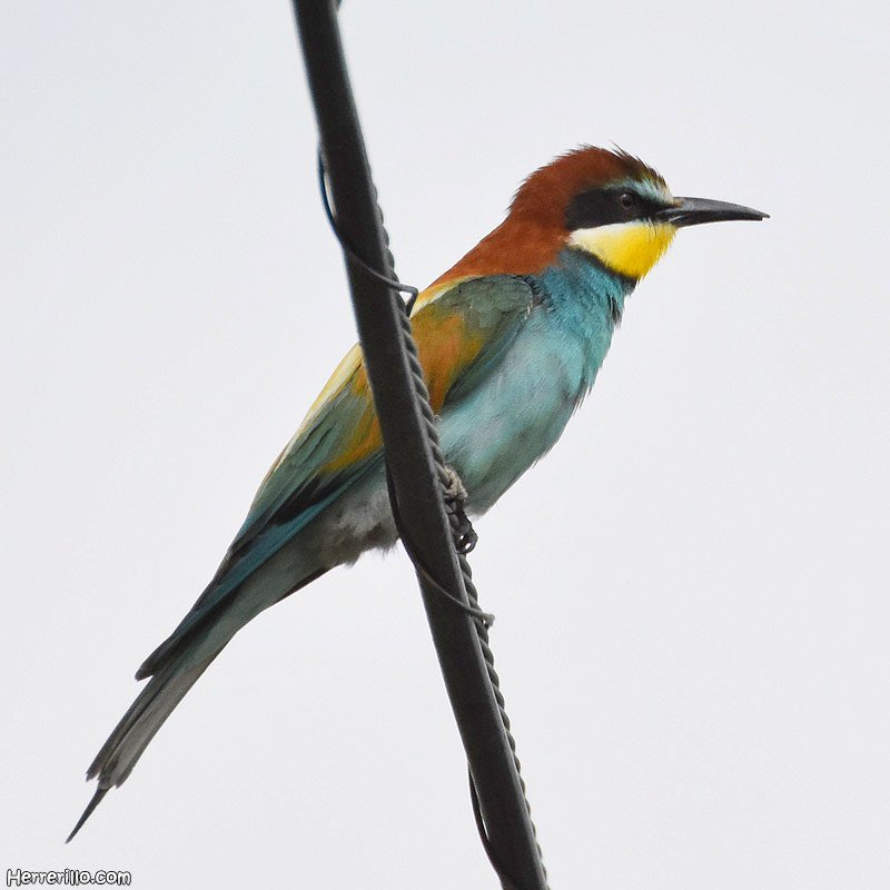 Creieu que un tuit d’ocells pot omplir el timeline dels tuitaires catalans? 
Feu-nos retuit i intentem que aquest abellerol, una espècie ben acolorida que podem veure al país durant tot l’estiu (però que la majoria de gent no coneix), voli per la xarxa.
#ocells #ocellscatalans