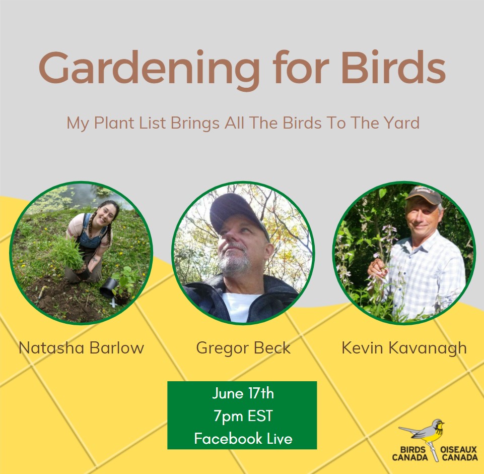 (1/2) Join us tomorrow, Thursday June 17th at 7PM EST for a Facebook Live webinar. You will receive practical ideas for designing a nature-focused garden that benefits birds! No registration or Facebook account required.