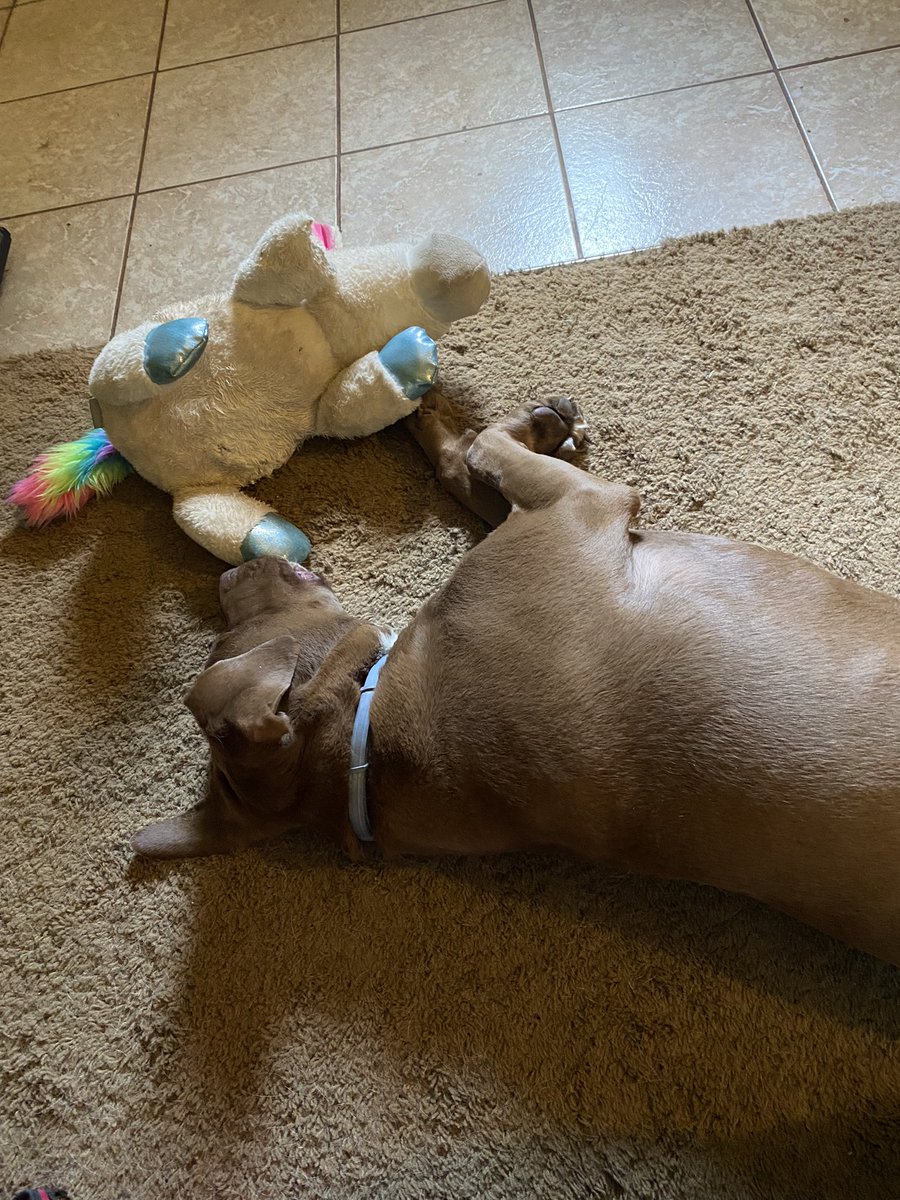 Levi loves his unicorn toy from <a href="/Chewy/">Chewy</a>! Definitely recommend 10/10