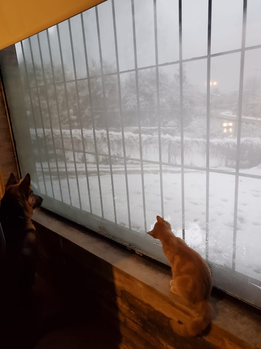 Todas las mascotas: juegan y se divierten en la nieve 
Las mías: