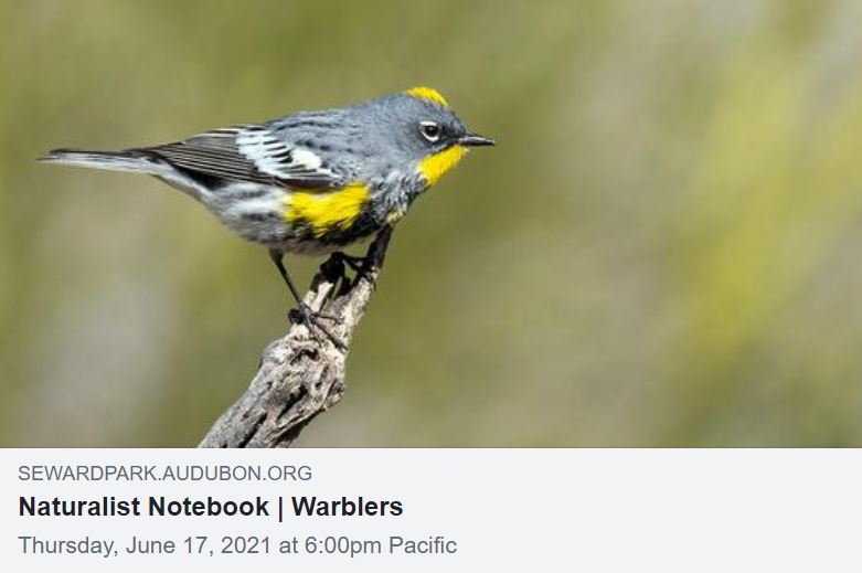 Join a free, but priceless, session on warblers with naturalist Ed Dominguez! Thurs 6-7:30 pm sewardpark.audubon.org/events/natural…