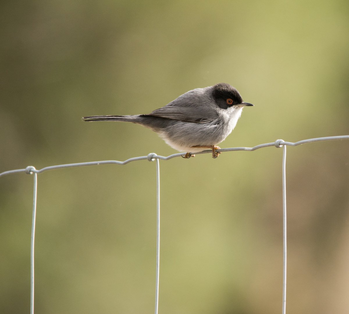 Sardinian warbler