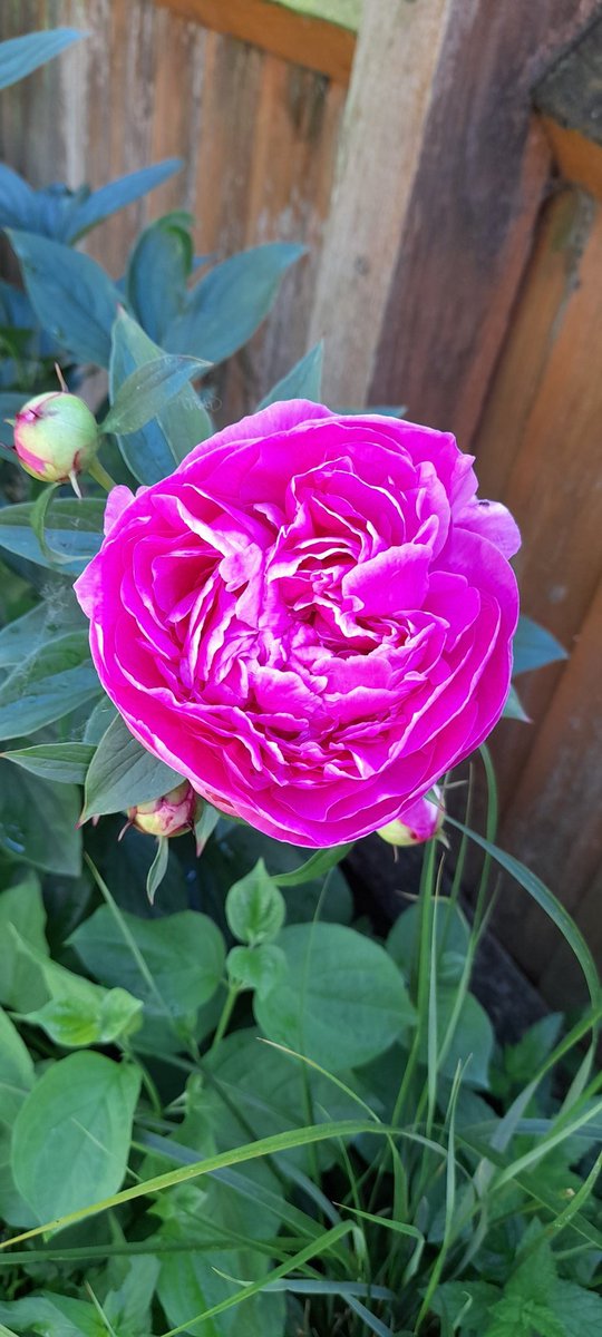 babzee53's tweet photo. My new peony showing how beautiful she is 😊 https://t.co/xlI1DAuUtU