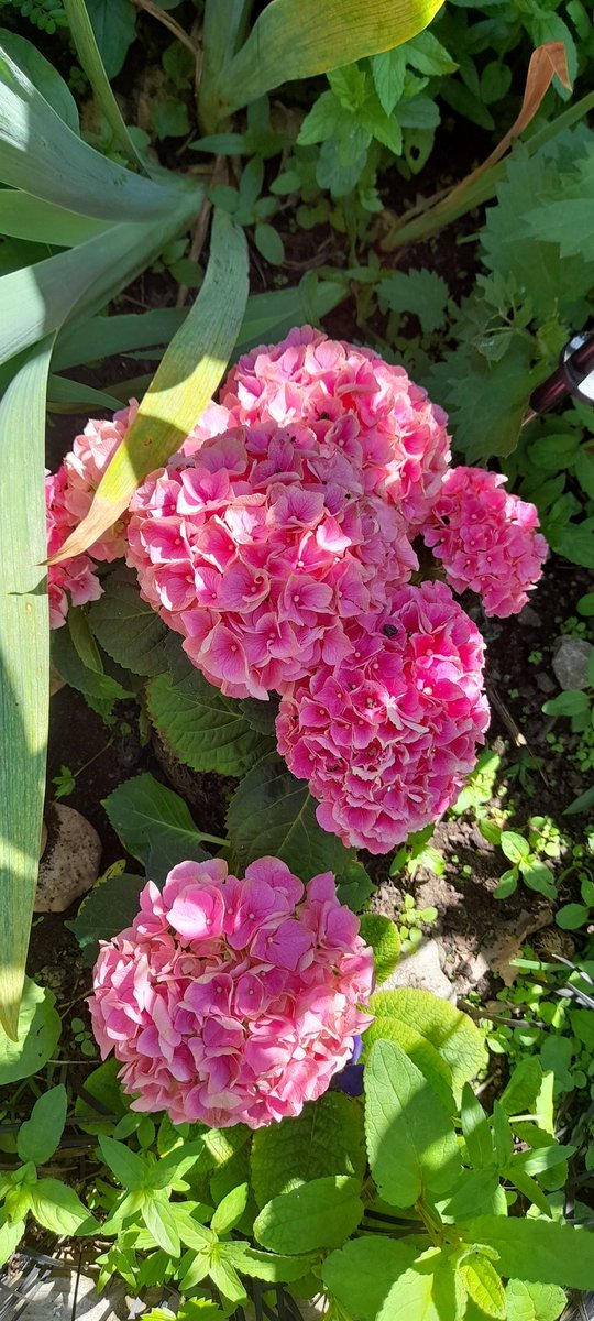 babzee53's tweet photo. My birthday gift hydrangea, what a stunner 😊 https://t.co/EYc7r5cXQ0