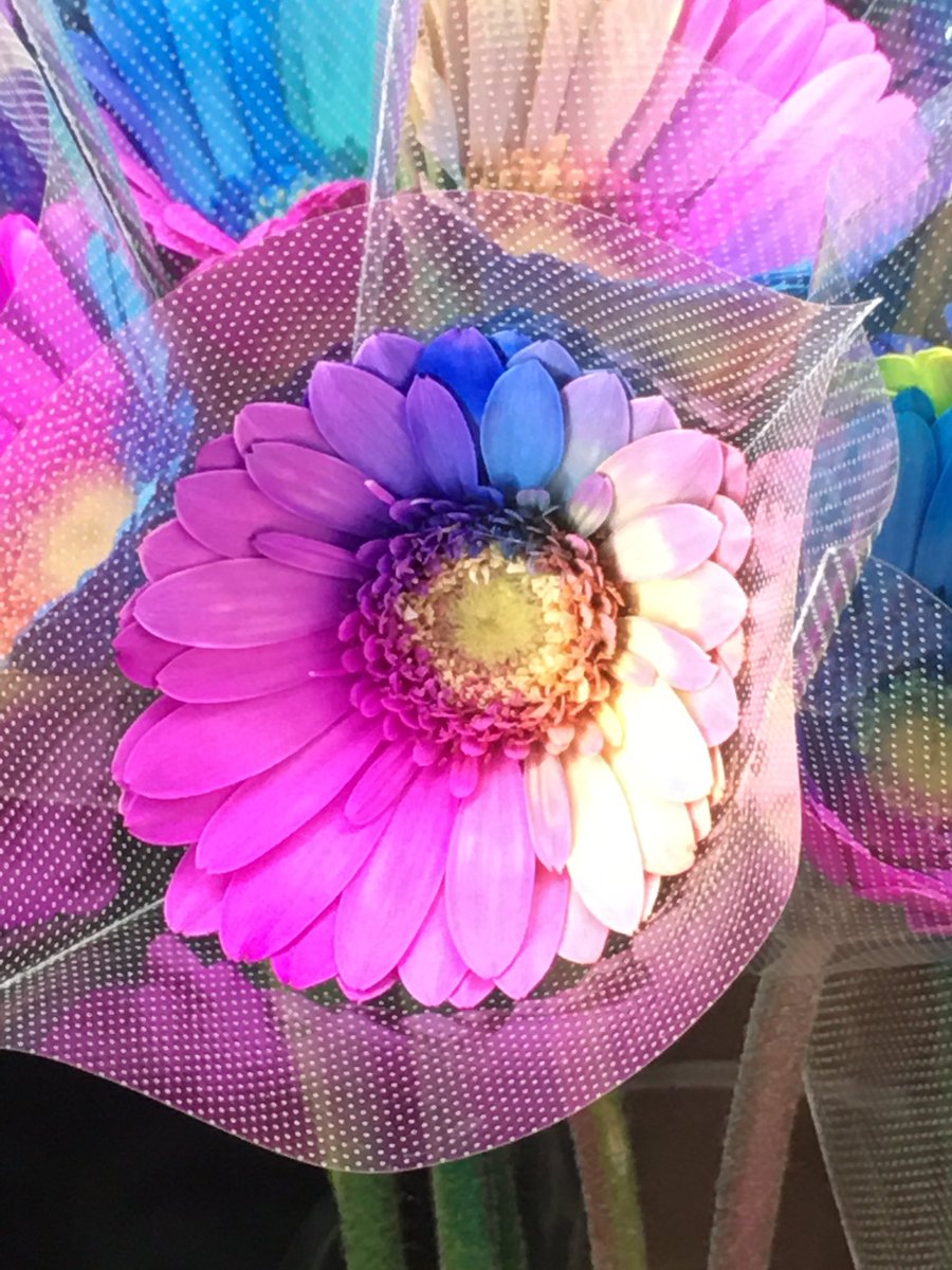 ケンケン 𝓚𝓮𝓷𝓴𝓮𝓷 S Tweet おはようございます 6 17 木 晴れ 朝は眠い のですよね ということで が覚めるような レインボーのガーベラを 花言葉は 希望 常に前進 です 楽しい1日をお過ごし下さいね ガーベラ Tlを花で