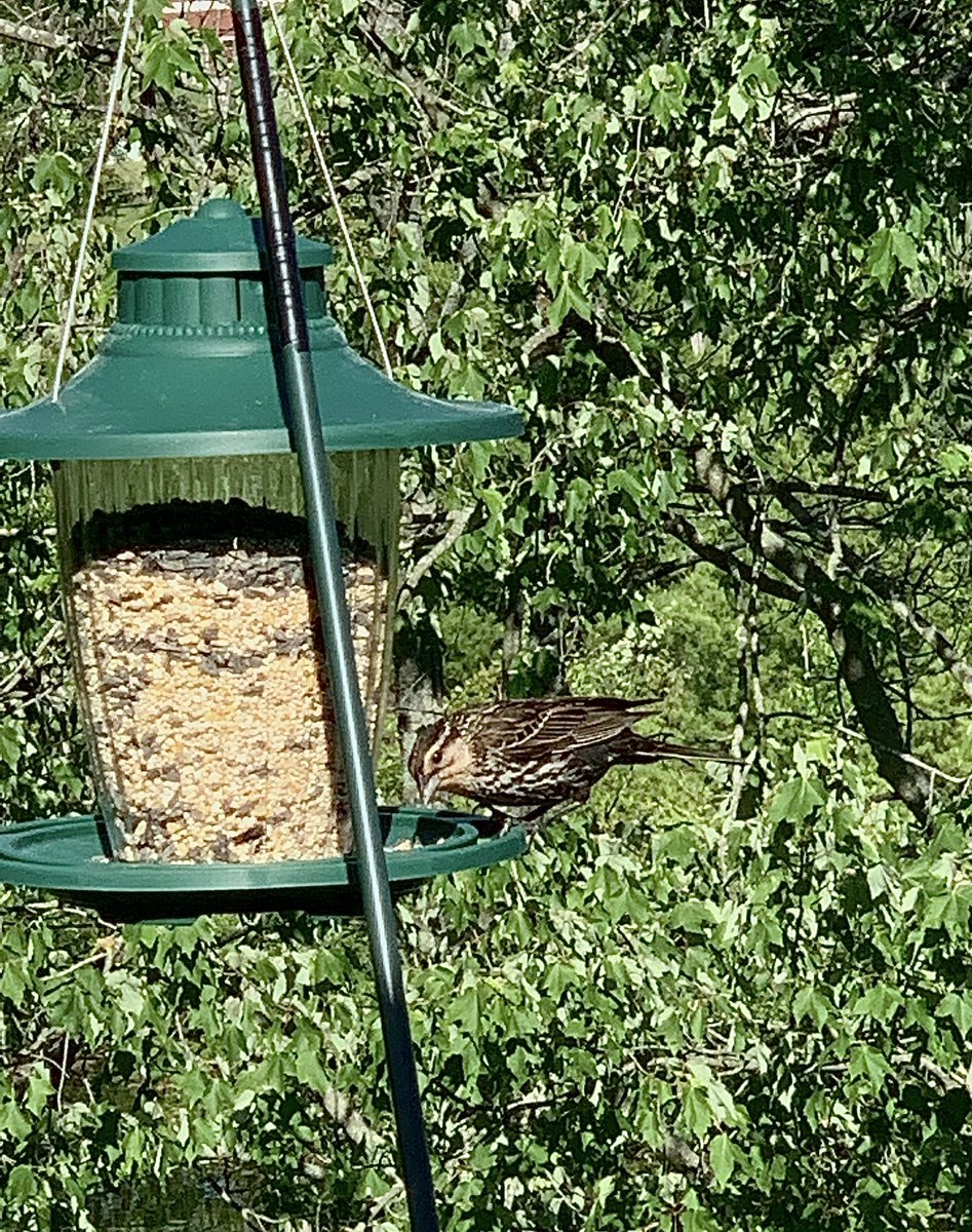 This is a female red-wing blackbird. Note it is not black nor does it have the red and yellow stripes on its wings. #camouflage #redwingblackbird 
#naturephotography #birdsofTwitter #bird #nature #nored #noyellow #brownbird