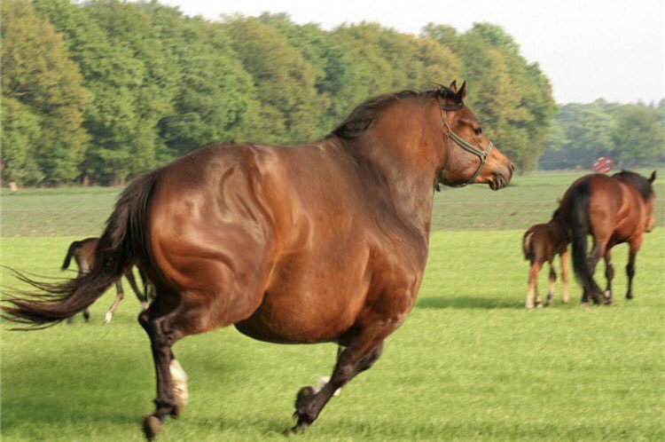 FootyHumour's tweet image. “Turkey are the dark horse of Euro 2020”

The dark horse: