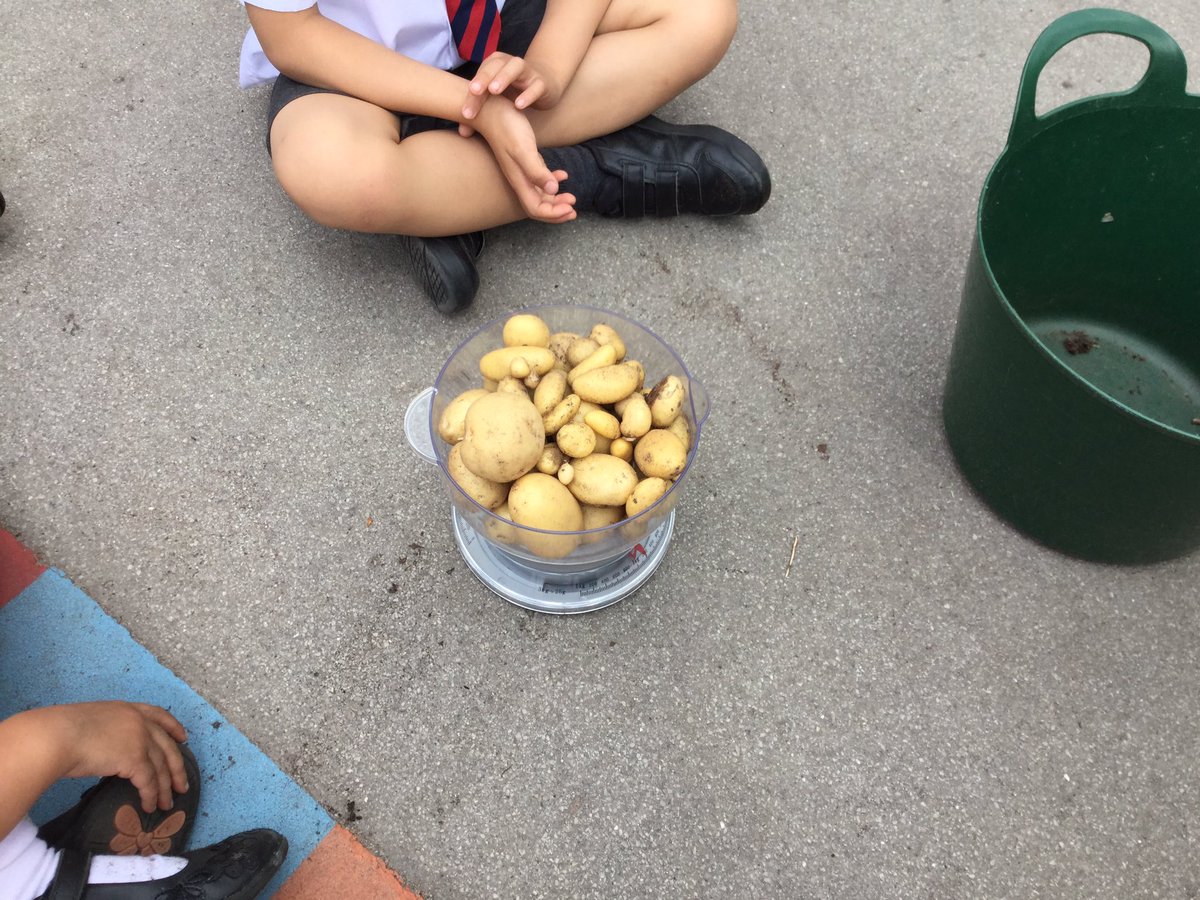BollinPrim1H's tweet photo. We dug up our potatoes and weighed them today. We’ll eat them on Friday! https://t.co/FV1h5mJ13X
