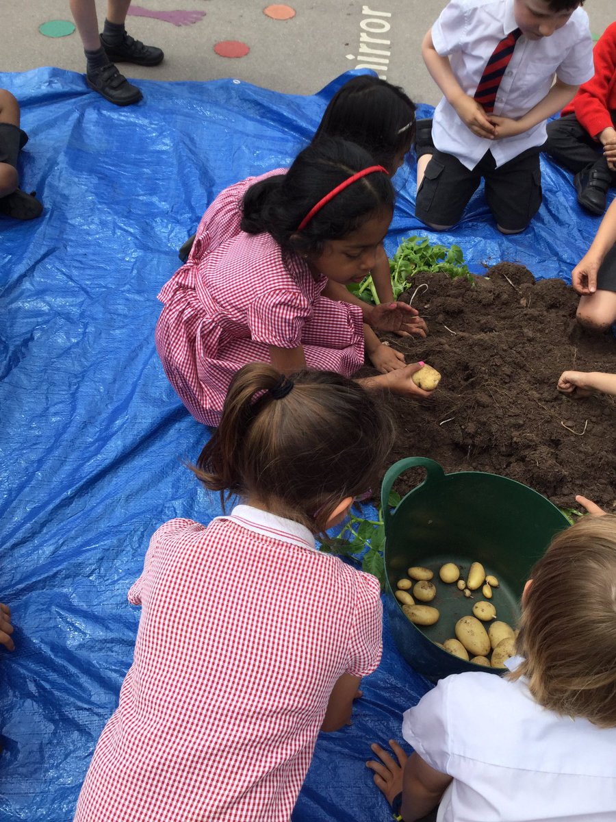 BollinPrim1H's tweet photo. We dug up our potatoes and weighed them today. We’ll eat them on Friday! https://t.co/FV1h5mJ13X