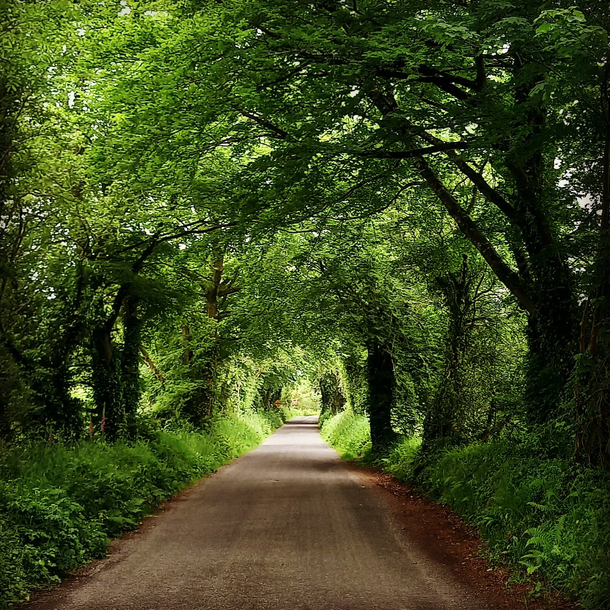 GerardPHorgan's tweet photo. Evening walk #ThePositiveBlog https://t.co/KHg46ptfQo