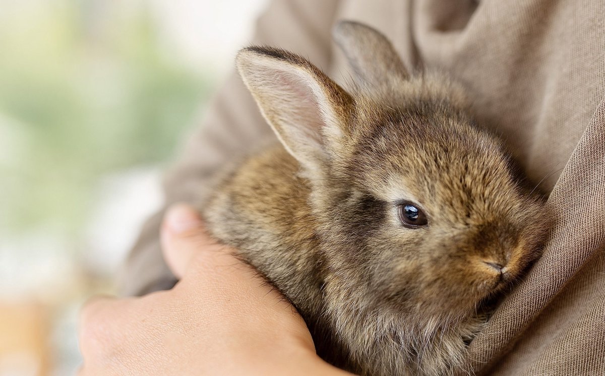 Help My Animal tweet media