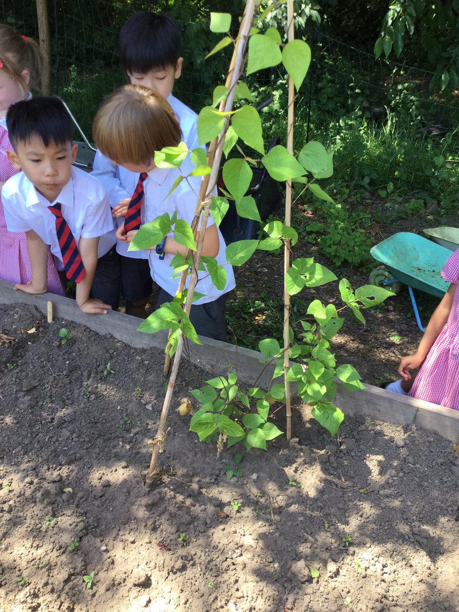 BollinPrim1H's tweet photo. Before and after allotment photos. We planted our seeds before half term. https://t.co/KF47UqHpvf