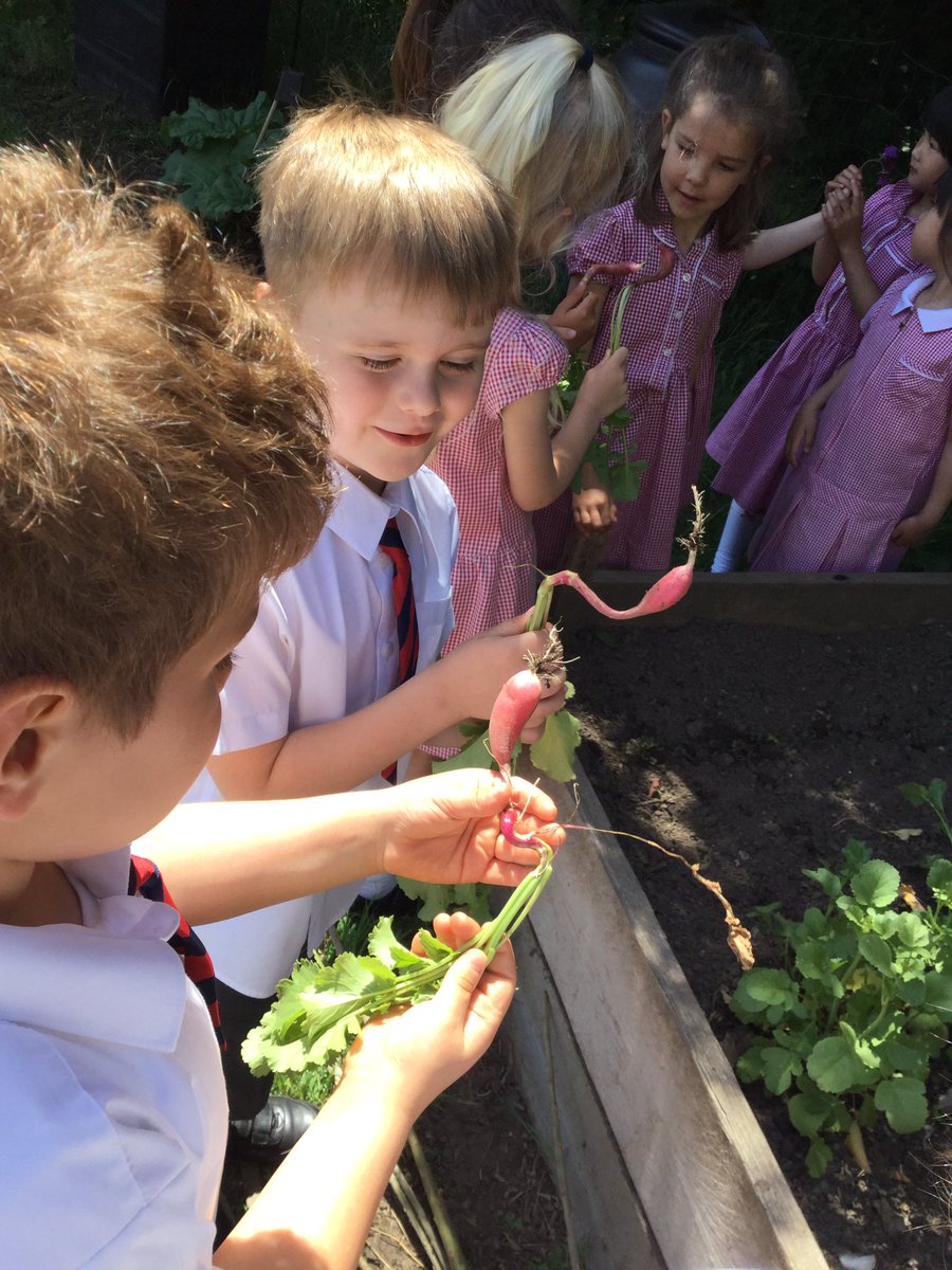 BollinPrim1H's tweet photo. Before and after allotment photos. We planted our seeds before half term. https://t.co/KF47UqHpvf