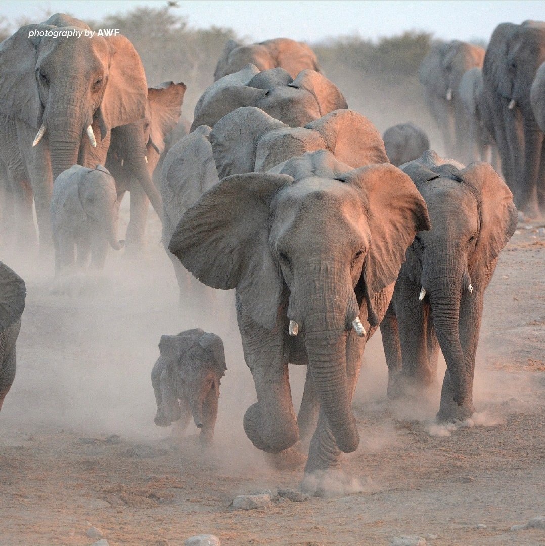 PatriciaChrzan's tweet photo. Being a scientist is also being a life-long student, teacher, writer, speaker, marketing guru, social media pro...
This new Instagram account is keeping me on my toes. 🐘👀
#projectstampede @MSCActions #research #elephants #scicomm
📸 @AWF_Official
https://t.co/KCyZpBE889 https://t.co/ARDr3pvPv1