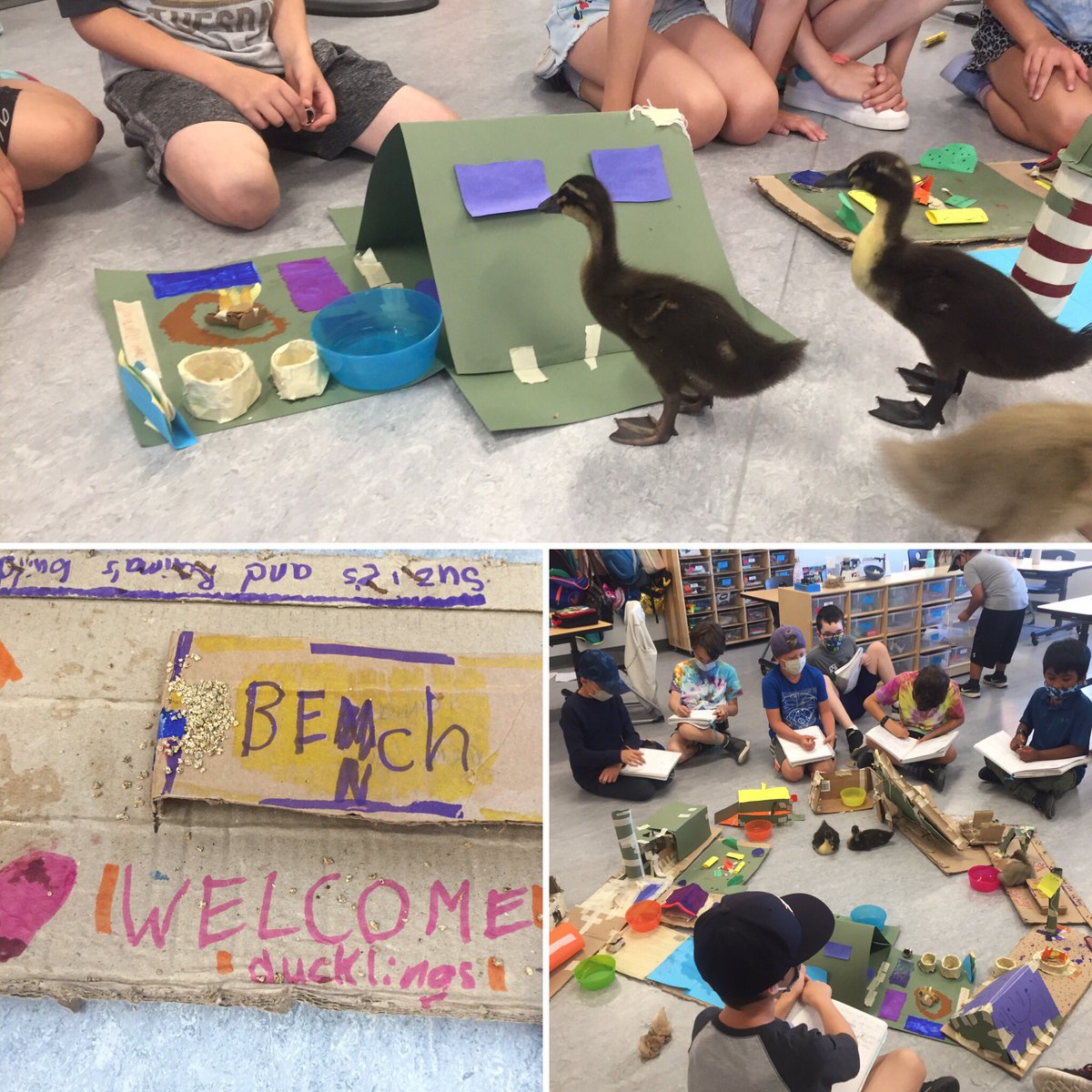 deallan228's tweet photo. Welcome to Duckling City! First on their agenda: camping @Copperfield106 @copperfield_3 https://t.co/UVCp0Ib3gC