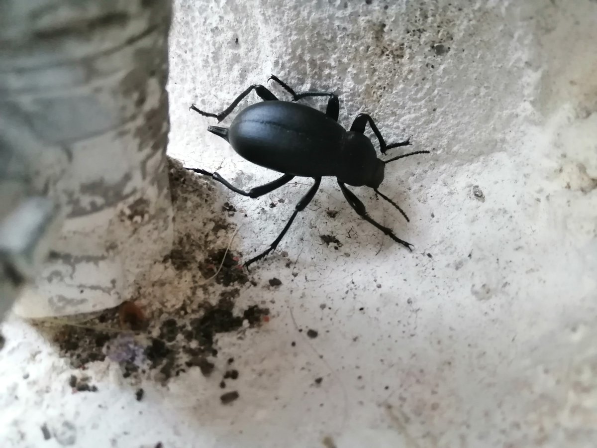 CarlosH85430696's tweet photo. Coleóptero oculta-se do fotógrafo. #arthropod #artropode #bug #inseto #escaravelho #scarab #scarabbeetle https://t.co/zVzsetAyn9