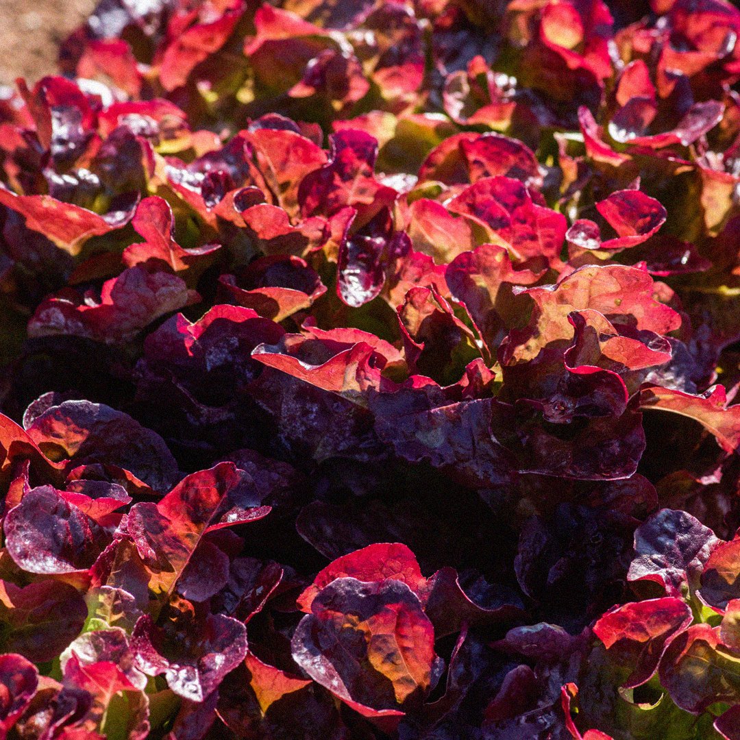 AmetllerOrigen's tweet photo. Saps per què és important consumir mínim una ració de verdures fresques al dia? 🥦🫑🍆 Durant la cocció, les verdures perden una part dels seus nutrients, com les vitamines i minerals. #DiaMundialVerduresFresques #AmetllerOrigen #AlimentsambOrigen https://t.co/gXg85WpG9h