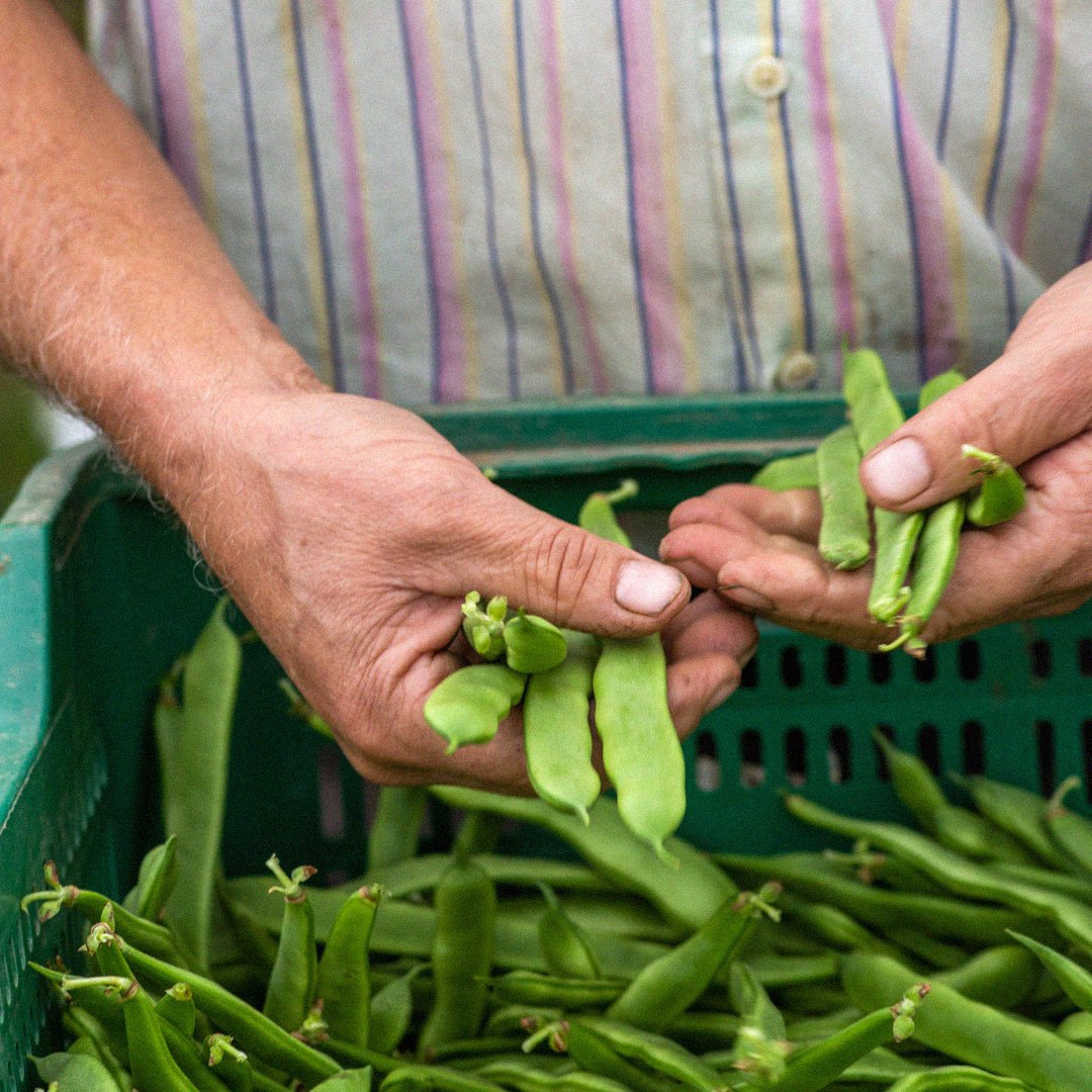 AmetllerOrigen's tweet photo. Saps per què és important consumir mínim una ració de verdures fresques al dia? 🥦🫑🍆 Durant la cocció, les verdures perden una part dels seus nutrients, com les vitamines i minerals. #DiaMundialVerduresFresques #AmetllerOrigen #AlimentsambOrigen https://t.co/gXg85WpG9h