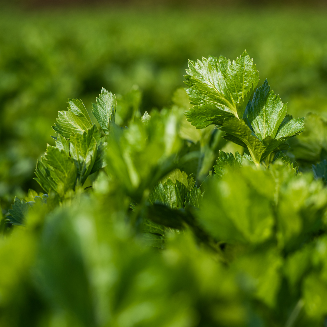 AmetllerOrigen's tweet photo. Saps per què és important consumir mínim una ració de verdures fresques al dia? 🥦🫑🍆 Durant la cocció, les verdures perden una part dels seus nutrients, com les vitamines i minerals. #DiaMundialVerduresFresques #AmetllerOrigen #AlimentsambOrigen https://t.co/gXg85WpG9h
