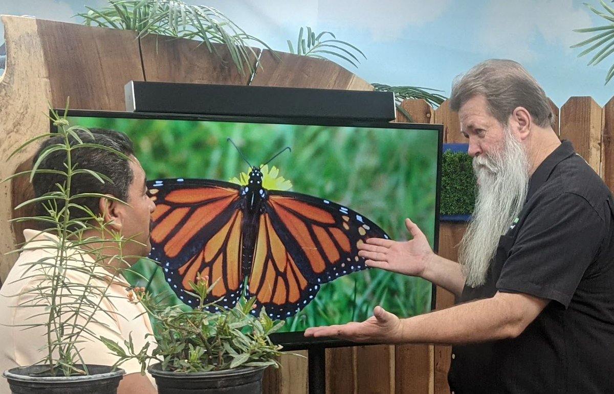 thingsgreen's tweet photo. @RicardosNursery dropped by to share butterfly host plants for a show that will air on November 6th.

#RicardosNursery https://t.co/7FW85pVHqX
