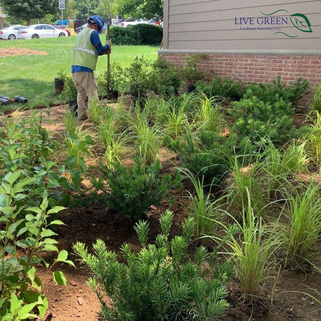 LiveGreenScapes's tweet photo. Plants galore at Gaithersburg Square! Grateful for the shade on a warm day like today. #landscape #plants #LiveGreen #Gaithersburg https://t.co/baWtItCL4e
