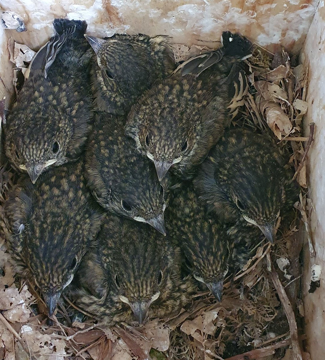 Wild Lakeland tweet media