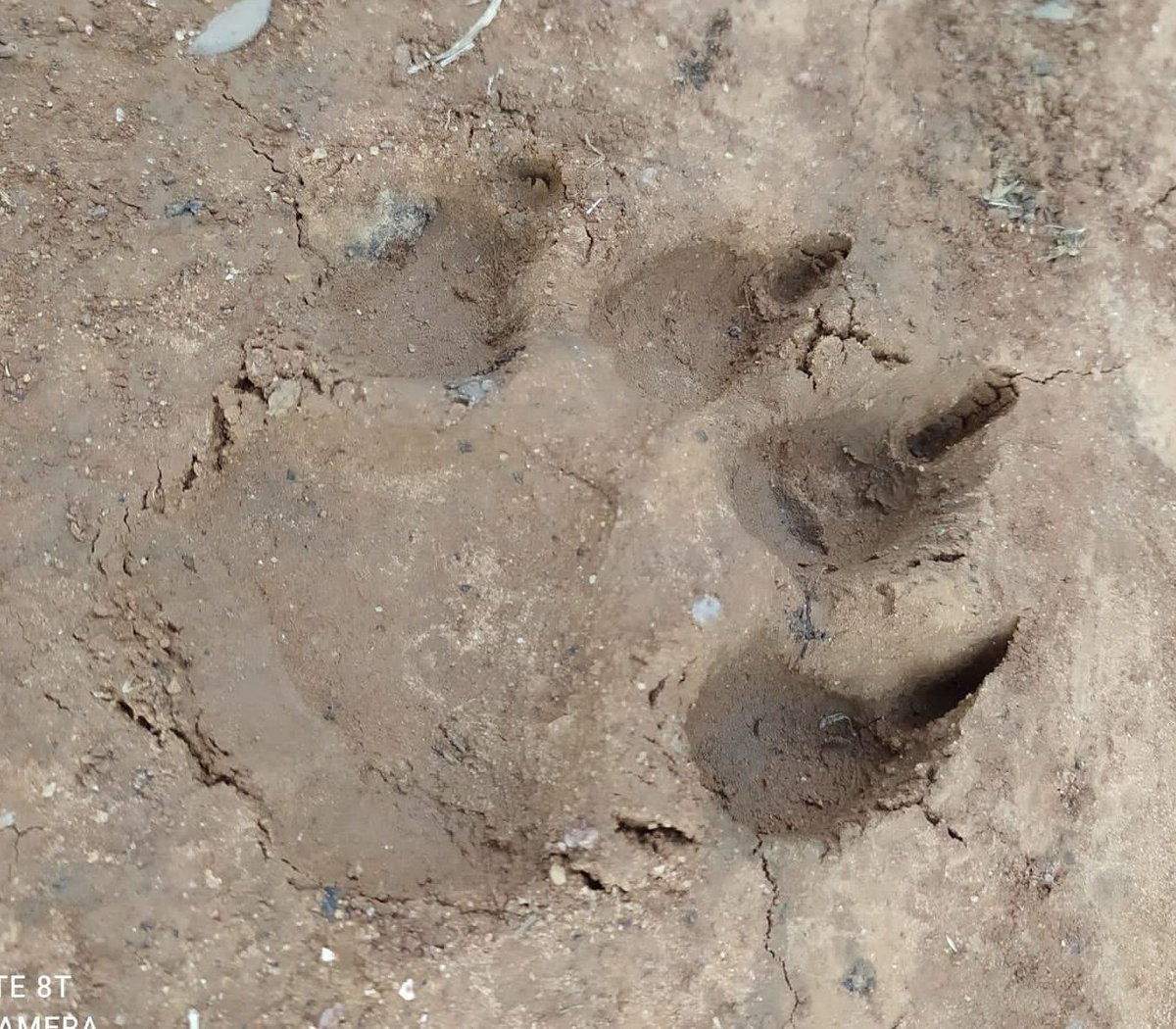 _leon_monroy's tweet photo. A la vista de estás huellas, en comparación con un 45 humano y por si disposición, tamaño, etc... @DrBioblogo me quitarías una preocupación? 😱 https://t.co/jq16EcK1S2